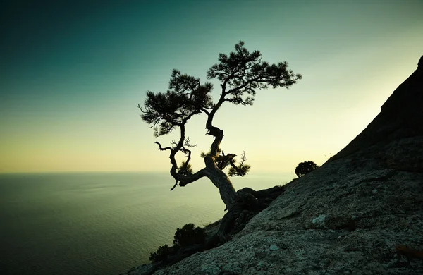 Árbol y mar al atardecer. Crimea paisaje — Foto de Stock