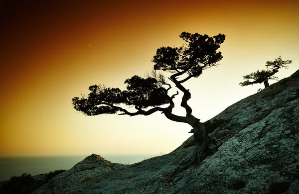 Boom en zee bij zonsondergang. Krim landschap — Stockfoto