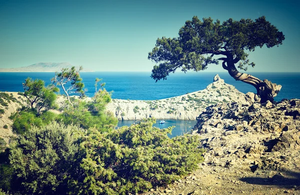 Albero e mare al tramonto. Crimea paesaggio — Foto Stock