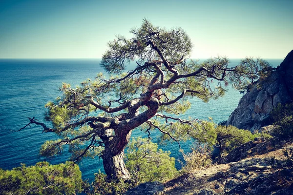 Ağaç ve gün batımında denize. Kırım'da manzara — Stok fotoğraf