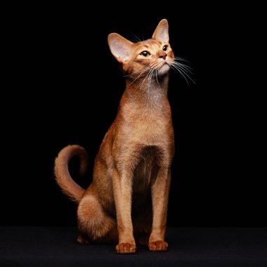 güzel genç abyssinian kedi portresi