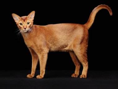 güzel genç abyssinian kedi portresi