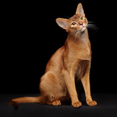 güzel genç abyssinian kedi portresi