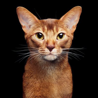 Portrait of beautiful young abyssinian cat clipart