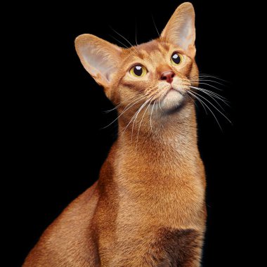 güzel genç abyssinian kedi portresi