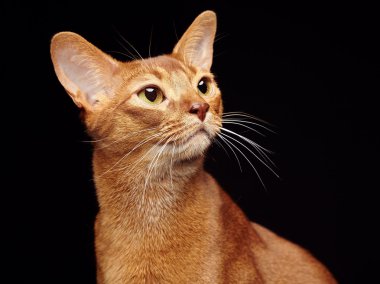 Portrait of beautiful young abyssinian cat clipart