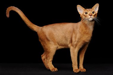 güzel genç abyssinian kedi portresi