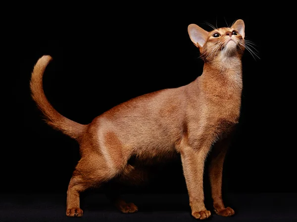 Güzel genç abyssinian kedi portresi — Stok fotoğraf