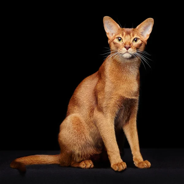 Güzel genç abyssinian kedi portresi — Stok fotoğraf
