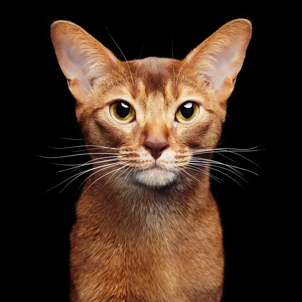 Portrait of beautiful young abyssinian cat