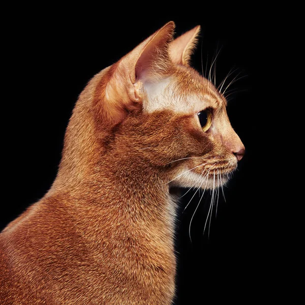 Portrait of beautiful young abyssinian cat — Stock Photo, Image