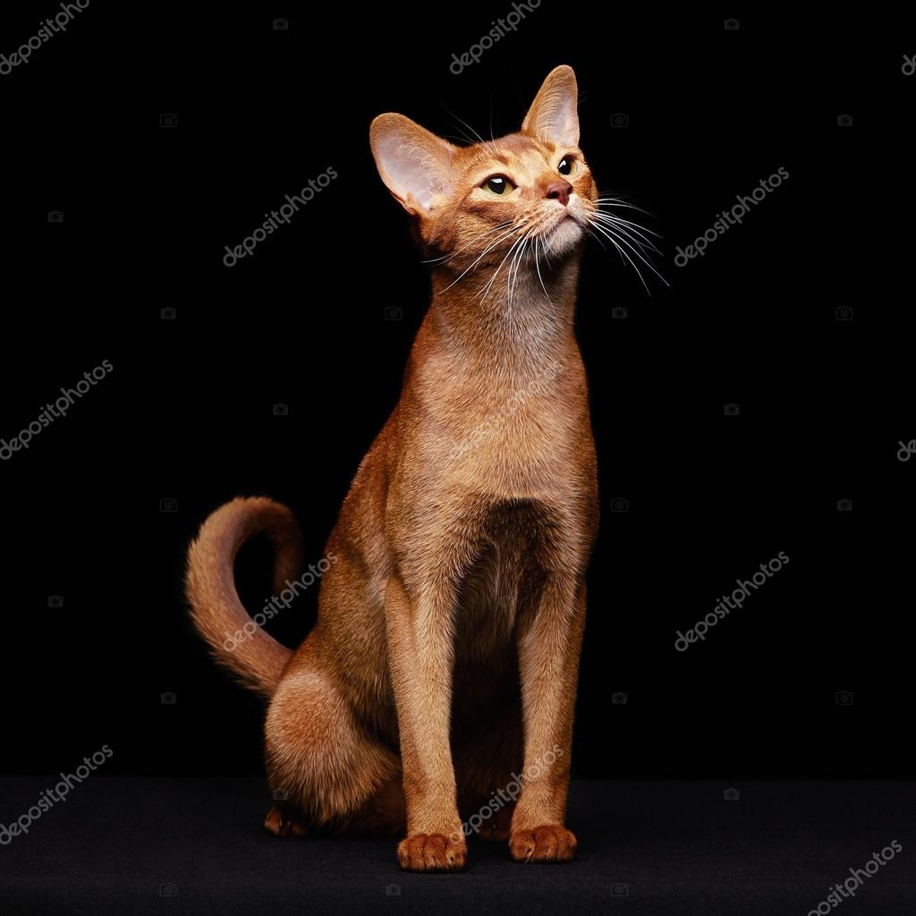 Black Abyssinian Cat