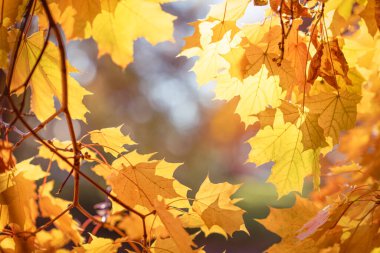 Sonbahar sarısı akçaağaç yaprakları sonbahar arkaplanına vurur, yaprakların arasından güneş ışınları yayılır. Sonbahar havası