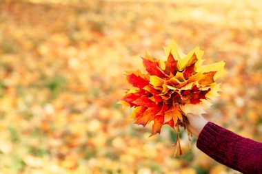 Bordo kazaklı bir kadın sonbahar parkında bir buket akçaağaç yaprağı tutuyor. Güneşli bir sonbahar günü. Parlak sonbahar arkaplanı