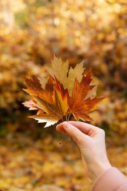 Altın ve bronz yapraklar bir sonbahar parkının arka planına karşı. Sanatsal sonbahar fikri. Altın, folyo, altın yaprak. Altın sonbahar