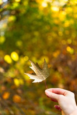 Bir sonbahar parkının arka planında duran altın metalik bir yaprak. Sanatsal sonbahar fikri. Altın, folyo, altın yaprak. Altın sonbahar