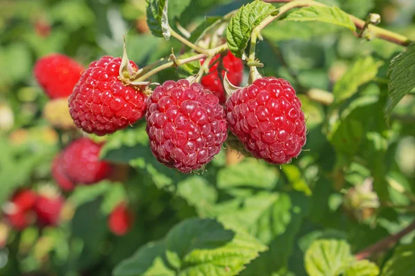 Trois framboises juteuses lumineuses sur la branche — Photo