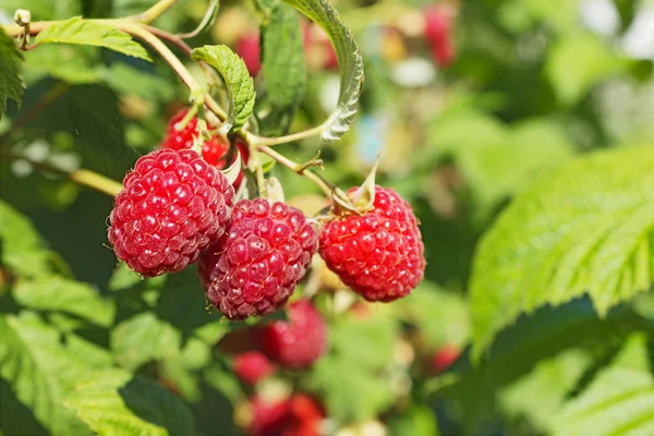 Bright juicy raspberries on the branch — Stock Photo, Image