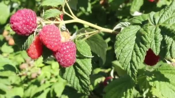 Raspberry branch with berries sways in the wind — Stock Video