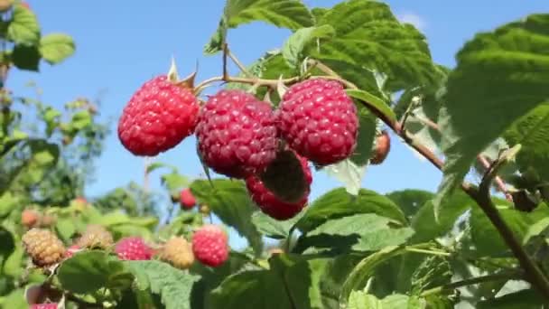 Die Zweige mit reifen Himbeeren gegen — Stockvideo