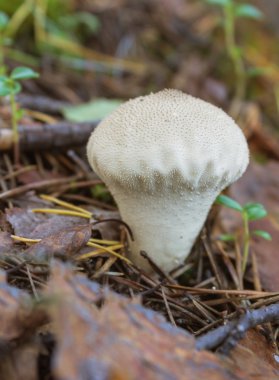 Değil bir büyük kurtmantarı mantar (Lycoperdon)