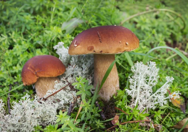 Dos boletus de setas en el musgo en septiembre —  Fotos de Stock