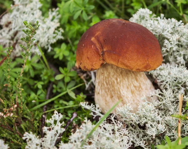 Bolet de champignons sur la mousse en septembre — Photo