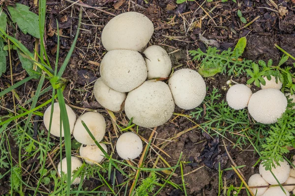 Pilzschlecker wächst auf feuchtem Boden — Stockfoto