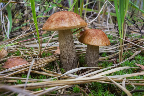 Два коричневых колпачка boletus в траве крупным планом — стоковое фото