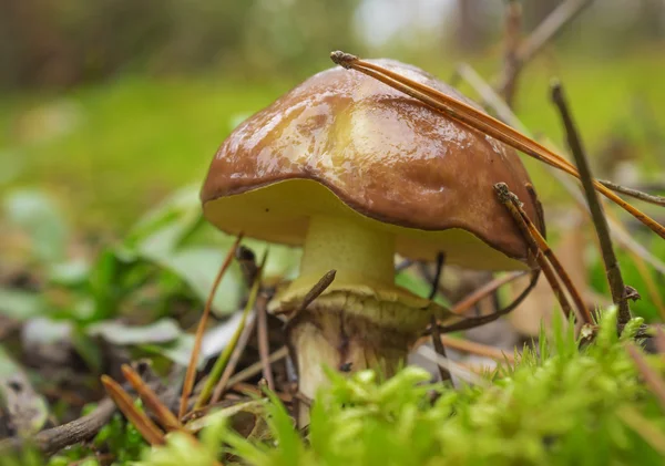 Graisseurs de champignons (Suillus) parmi la mousse — Photo