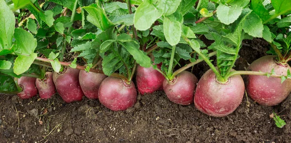 Filas Densas Rábanos Suelo Rábano Creciendo Cama Del Jardín — Foto de Stock