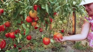 Kadın gururla bahçede yetişen büyük domatesleri sergiliyor.