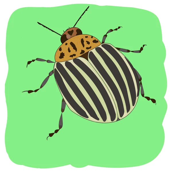 Colorado potato beetle on a green background. Potato pest. Color illustration