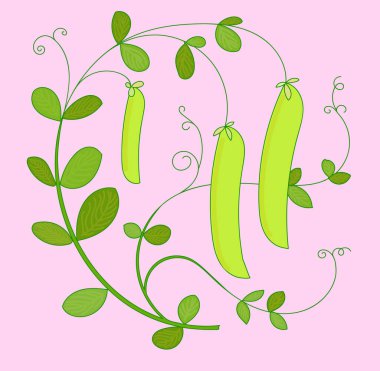 Kabuklu bezelye bitkisi. Elle çizilmiş görüntü. Vektör illüstrasyonu