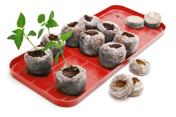 Seedling Vegetable Plants Grown Peat Tablet Plastic Pallet White Background — Stock Photo, Image