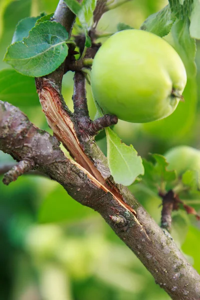 Splitsen Van Appelboomtakken Onder Het Gewicht Van Appelen Bladeren — Stockfoto