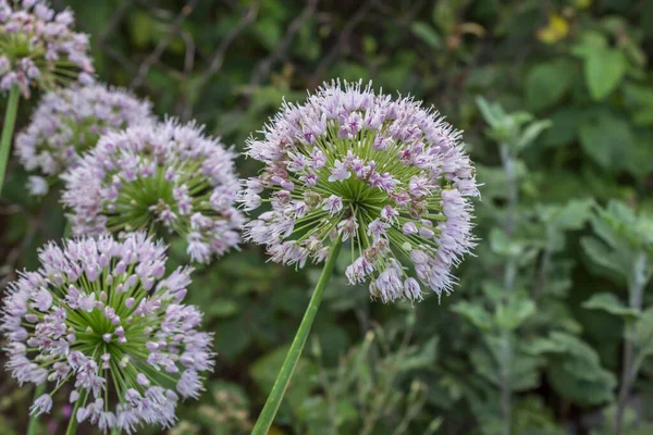 Belle Vue Sur Les Oignons Fleurs Grandes Fleurs Globulaires Gros — Photo