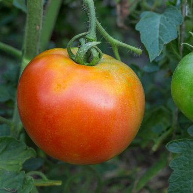 Yaz bahçesindeki bir dalda yetişen domatesin güzel meyvesi.