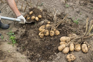 Sebze yetiştiricisi sebze bahçesinde patates topluyor. Güzel hasat. Yaz Sonu