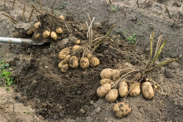 Sebze Yetiştiricisi Sebze Bahçesinde Patates Topluyor Yaz Sonu — Stok fotoğraf