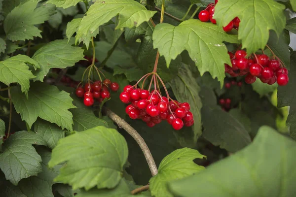 Bunches Scarlet Berries Viburnum Branches Foliage August — Stock Photo, Image