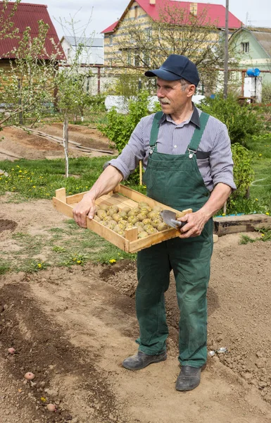 Älterer Mann Pflanzt Mai Kartoffeln Seinem Garten — Stockfoto