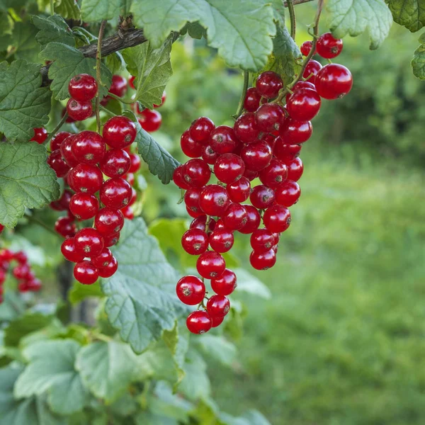 Rote Johannisbeeren Einem Zweig Mit Grünen Blättern Reifen Juli — Stockfoto