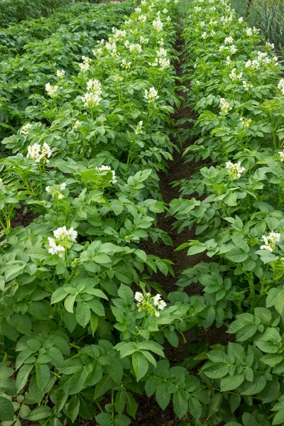 Rows Blooming Potatoes Small Field Summer Season — 图库照片