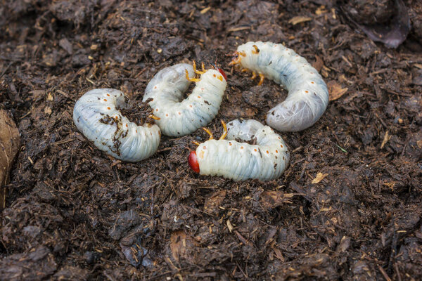 Может жуки личинки в компосте, они сельскохозяйственные вредители