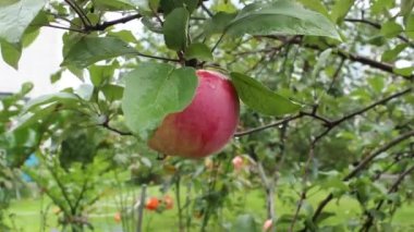 Bir dal üzerinde olgun kırmızı elma. Eylül 'ün başlangıcı