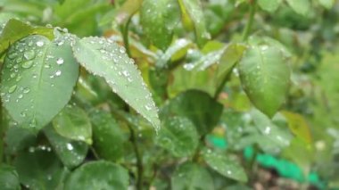 Islak yeşil yapraklar. Yağmurdan sonra taze gül yaprakları ve büyük temiz su damlaları. Yazın doğanın güzelliği