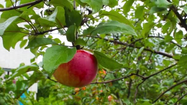 One Ripe Red Apple Sways Branch Onset September — Stock Video