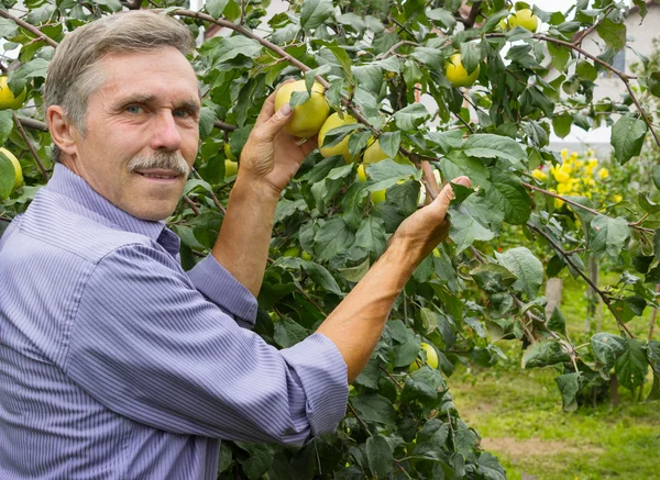 Sorridente uomo anziano nel frutteto — Foto Stock