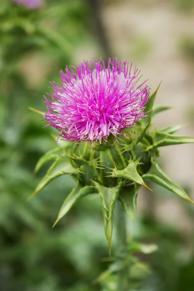 Flower of thorny plant silybum marianum — Stock Photo, Image